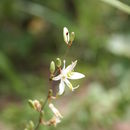 Image of Chlorophytum macrophyllum (A. Rich.) Asch.