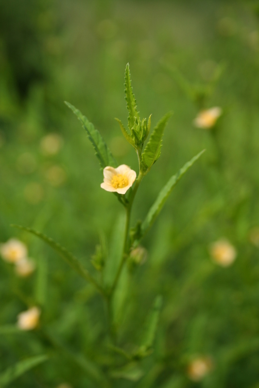 Image of common wireweed