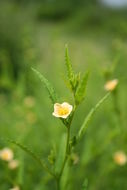 Image of common wireweed