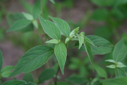 Image of Chaff-flower