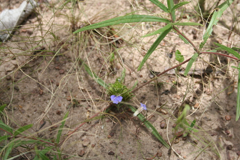 Blepharis linariifolia Pers. resmi