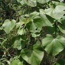 Image of Heart-leaved vine