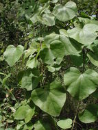 Image of Heart-leaved vine