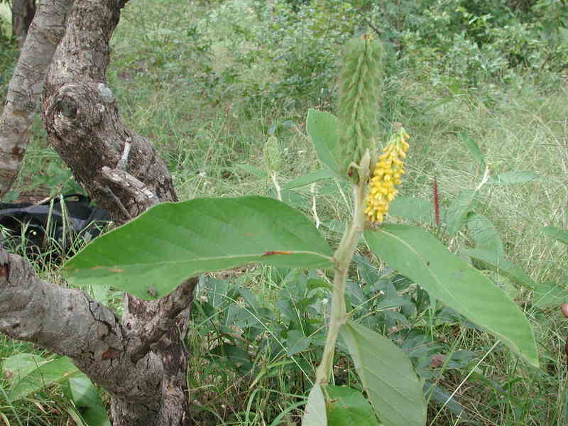 Image of Eriosema pulcherrimum Taub.