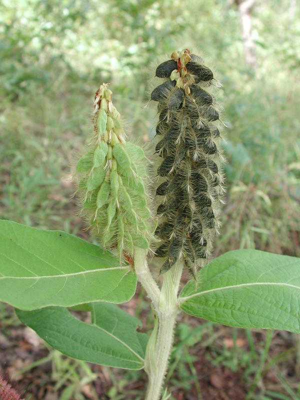 Image of Eriosema pulcherrimum Taub.