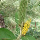 Image of Eriosema pulcherrimum Taub.