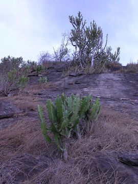 Image of Euphorbia kamerunica Pax