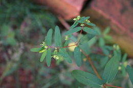 Слика од Euphorbia hypericifolia L.