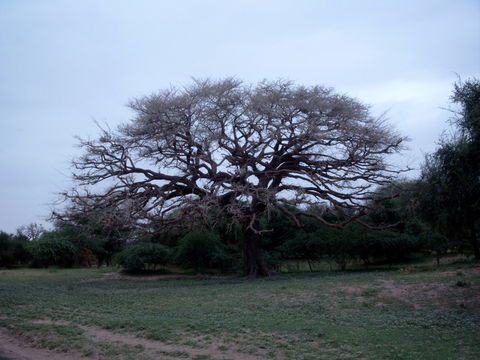 Слика од Faidherbia albida (Delile) A. Chev.