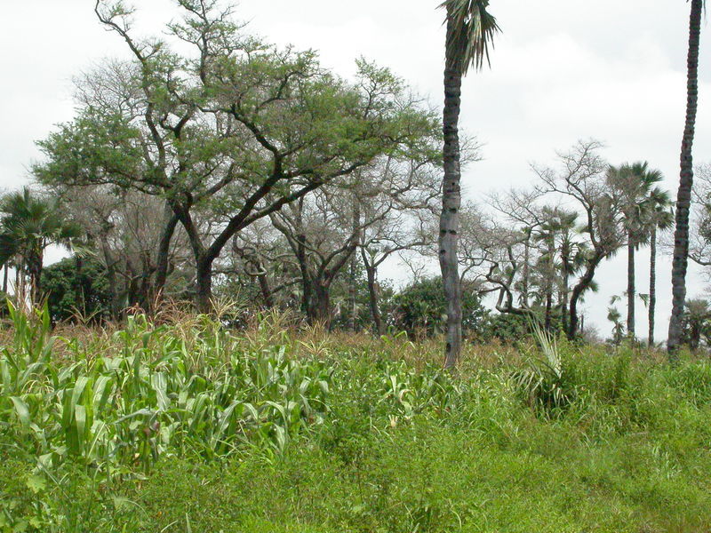 Слика од Faidherbia albida (Delile) A. Chev.