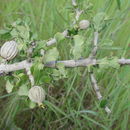 Plancia ëd Gardenia aqualla Stapf & Hutch.