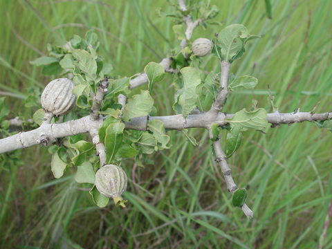 Plancia ëd Gardenia aqualla Stapf & Hutch.