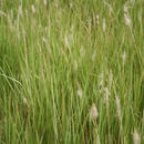 Image of cogon grass