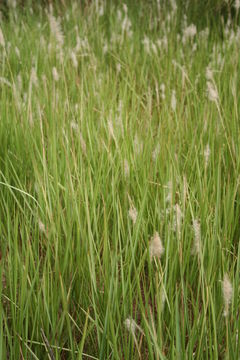 Image of cogongrass