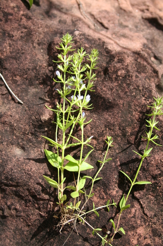 Image of <i>Lindernia exilis</i> Philcox