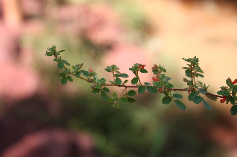 Indigofera bracteolata DC.的圖片