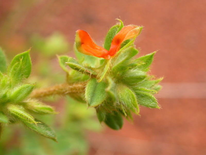 Indigofera bracteolata DC.的圖片