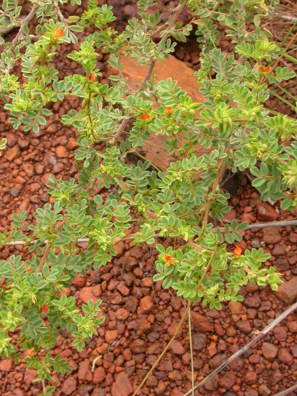 Indigofera bracteolata DC.的圖片