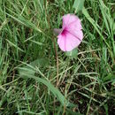 Image de Ipomoea aquatica Forsk.