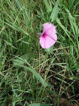 صورة Ipomoea aquatica Forsk.