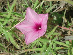 Imagem de Ipomoea asarifolia (Desr.) Roem. & Schult.