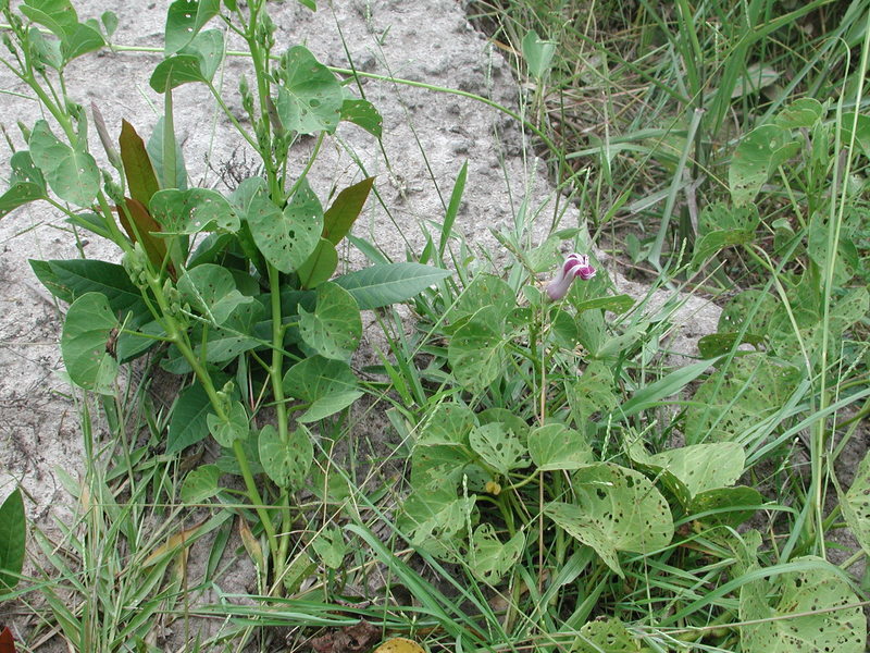 Image of ginger-leaf morning-glory