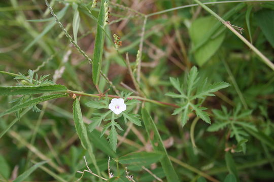 Слика од Ipomoea coptica (L.) Roth