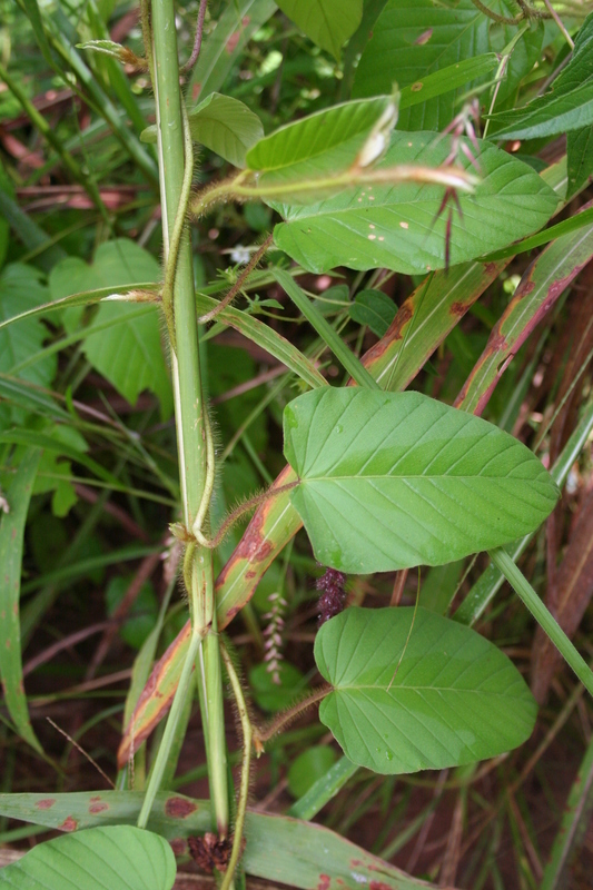 Image of Ipomoea bonariensis Hook.