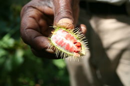 Image of Achiote