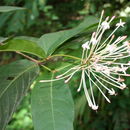 Image of Ixora brachypoda DC.