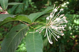 Image of Ixora brachypoda DC.