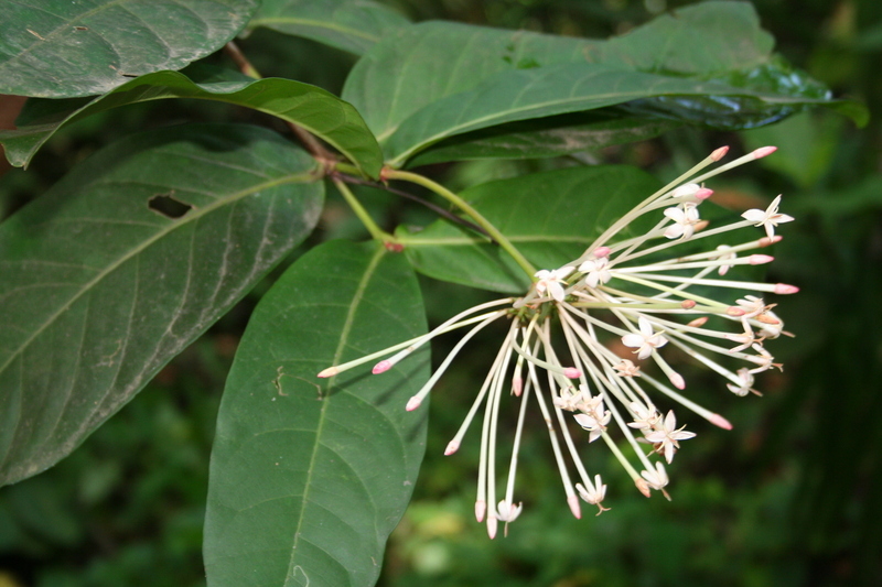 Image of Ixora brachypoda DC.