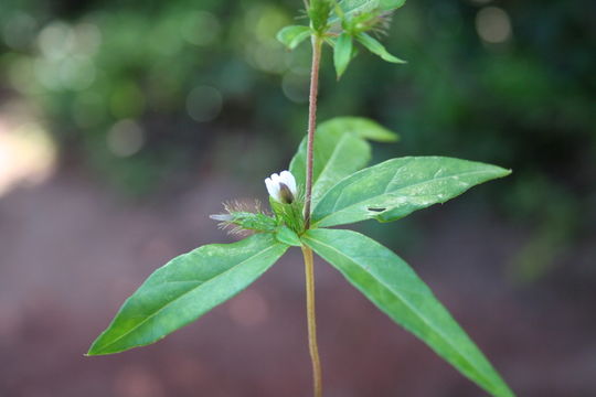 Blepharis maderaspatensis (L.) Heyne ex Roth resmi