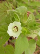 Image de Pavonia senegalensis (Cav.) Leistn.