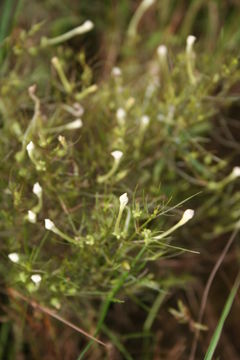 Image of Rhamphicarpa fistulosa (Hochst.) Benth.