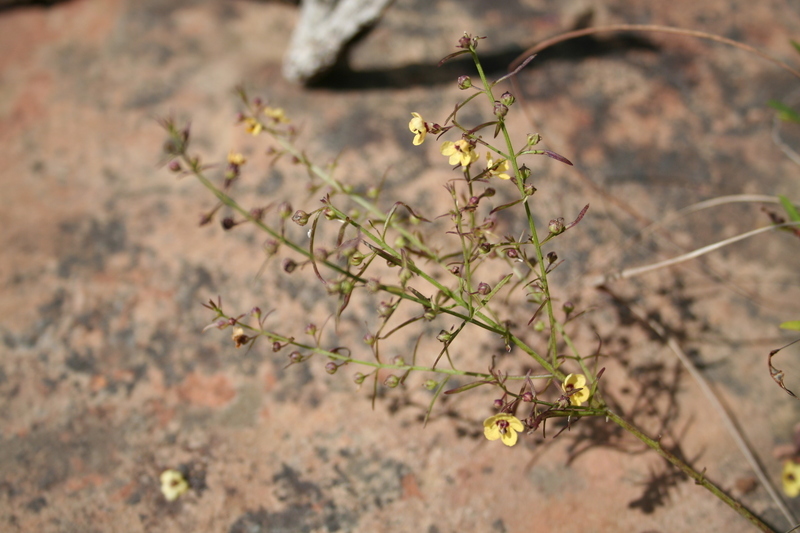 Image of Sopubia parviflora Engl.