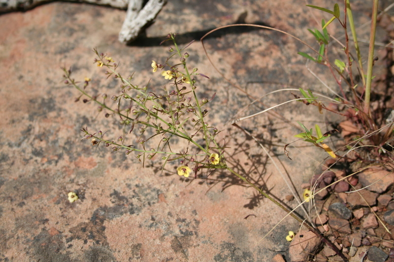 Image of Sopubia parviflora Engl.
