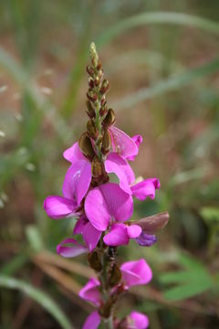 Image of Tephrosia bracteolata Guill. & Perr.