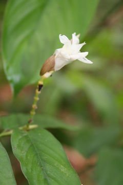 Image of Trachyphrynium braunianum (K. Schum.) Baker