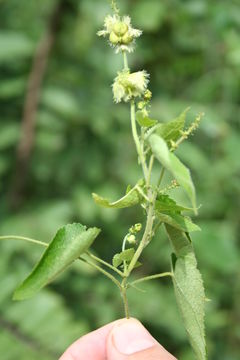 Image of Tragia senegalensis Müll. Arg.