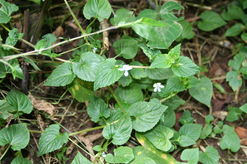 Слика од Viola abyssinica Steud. ex Oliv.