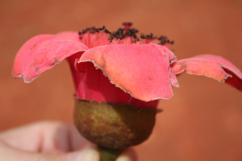 Image of Red Silk Cotton