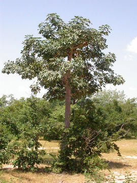 Image of Red Silk Cotton