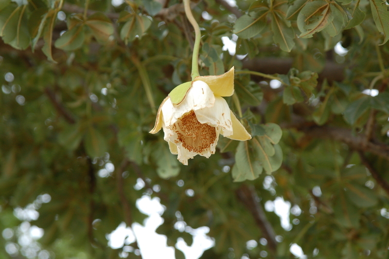 Image of African Baobab