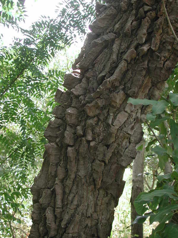 Image of Red Silk Cotton