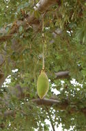 Image of African Baobab