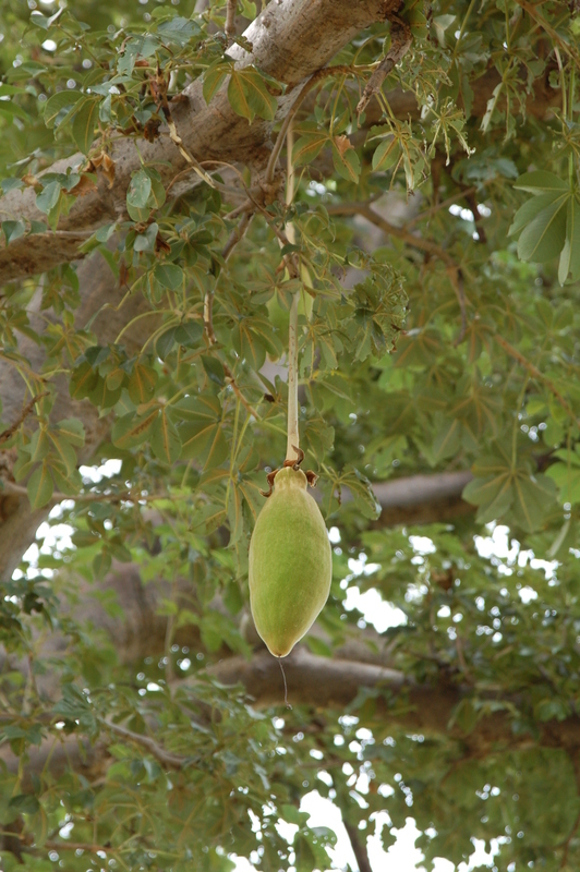 Image of African Baobab