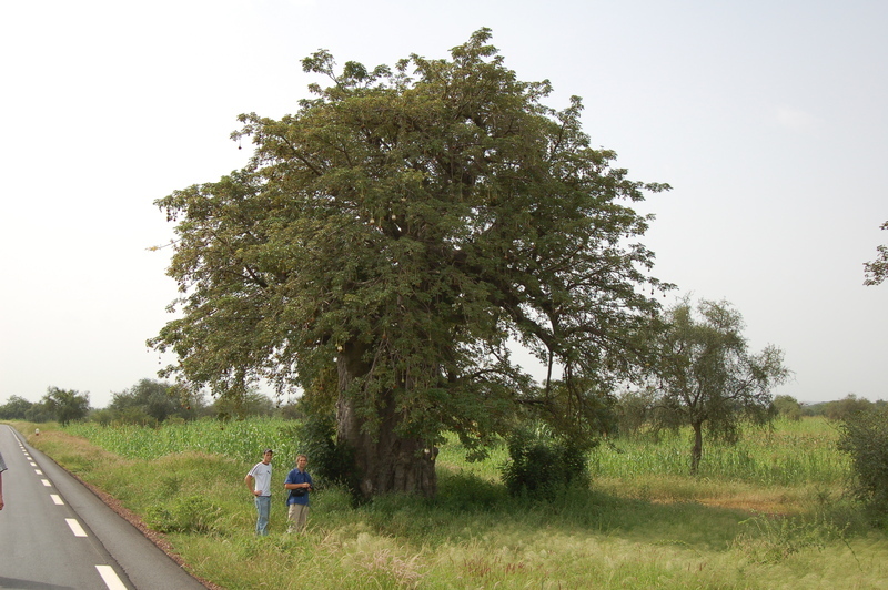 Image of African Baobab