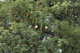 Image of African Baobab