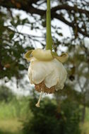 Image of African Baobab